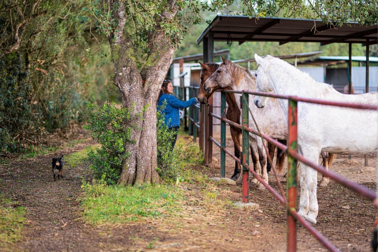 Finca Agroturismo Son Menut Felanitx Extérieur photo